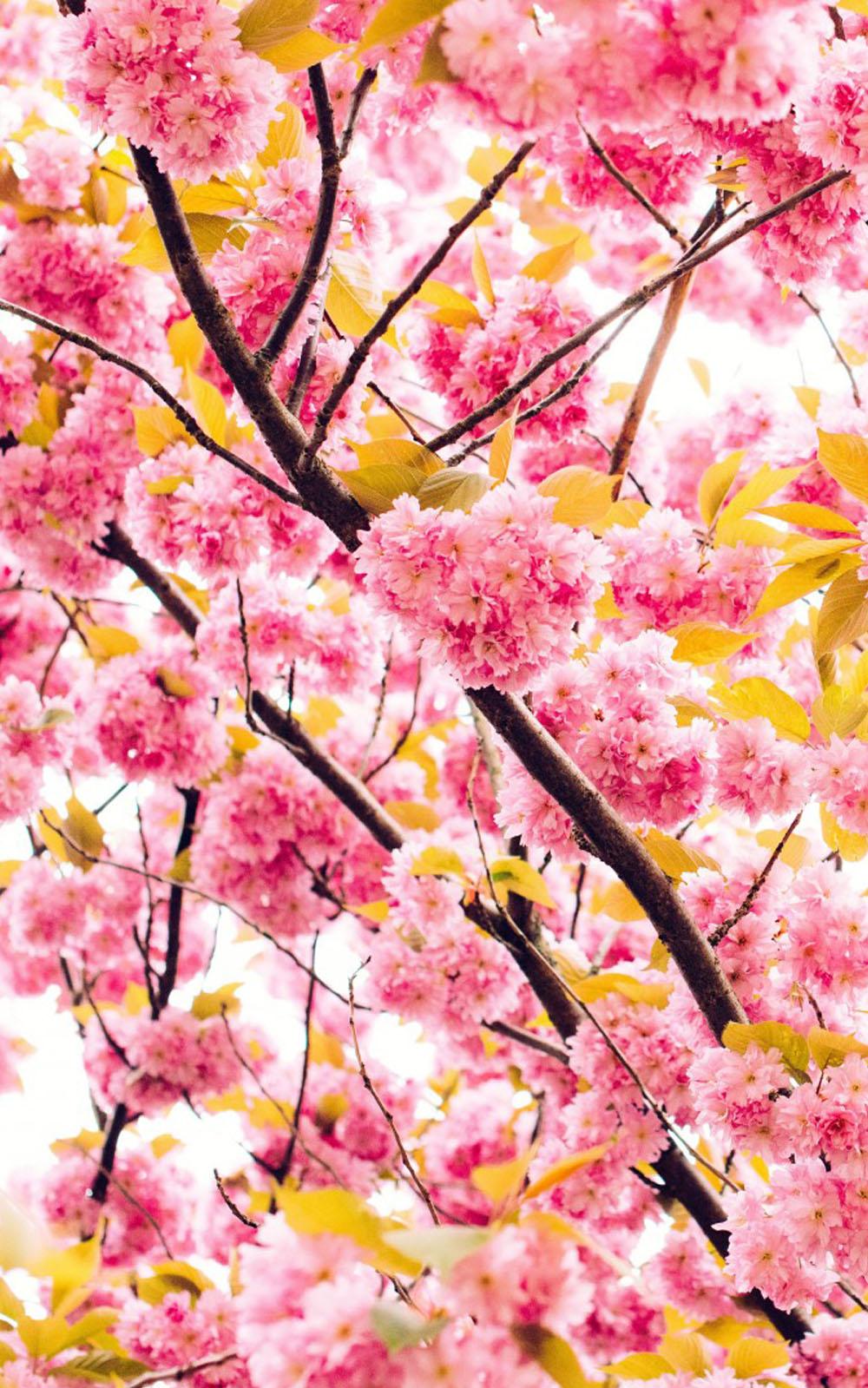 Beautiful Cherry Flowers HD Mobile Wallpaper