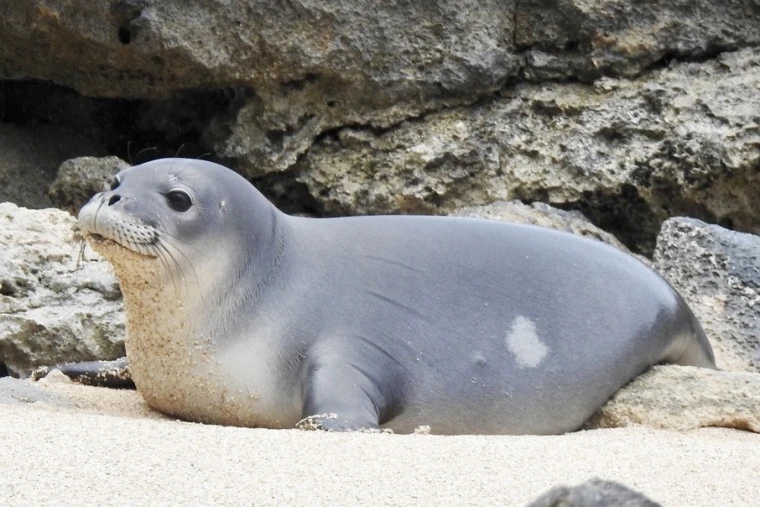 Interesting Facts About Monk Seals Wallpaper