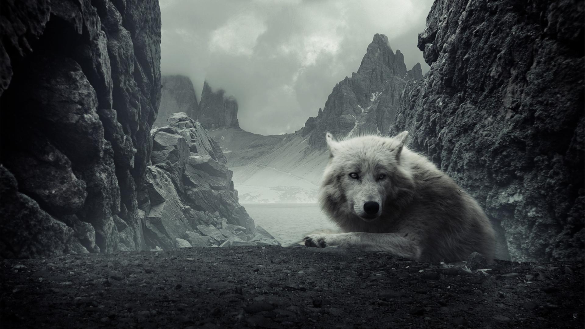 Dark Animals Wallpaper On
