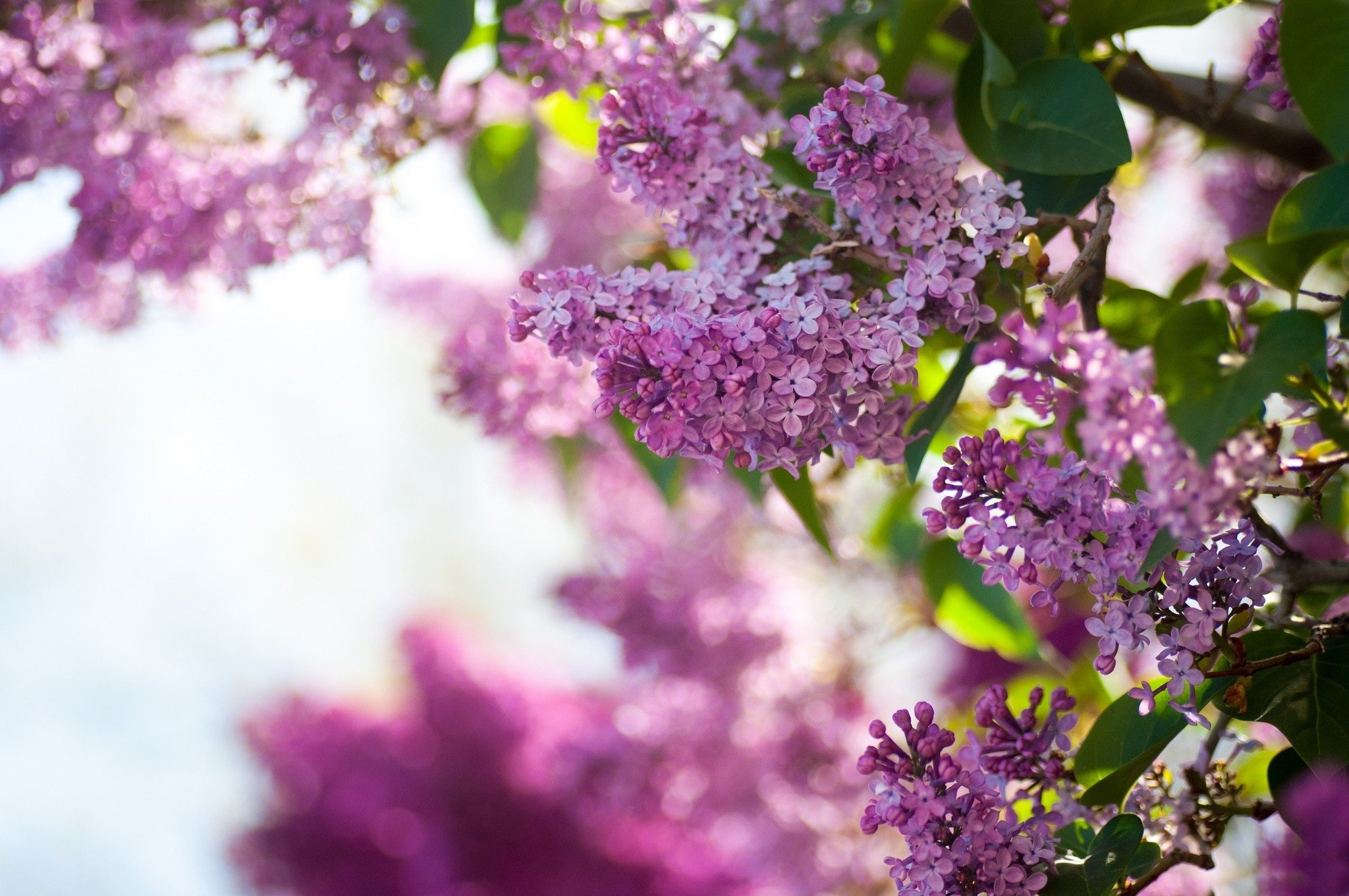 Lilac Flower Purple Photo