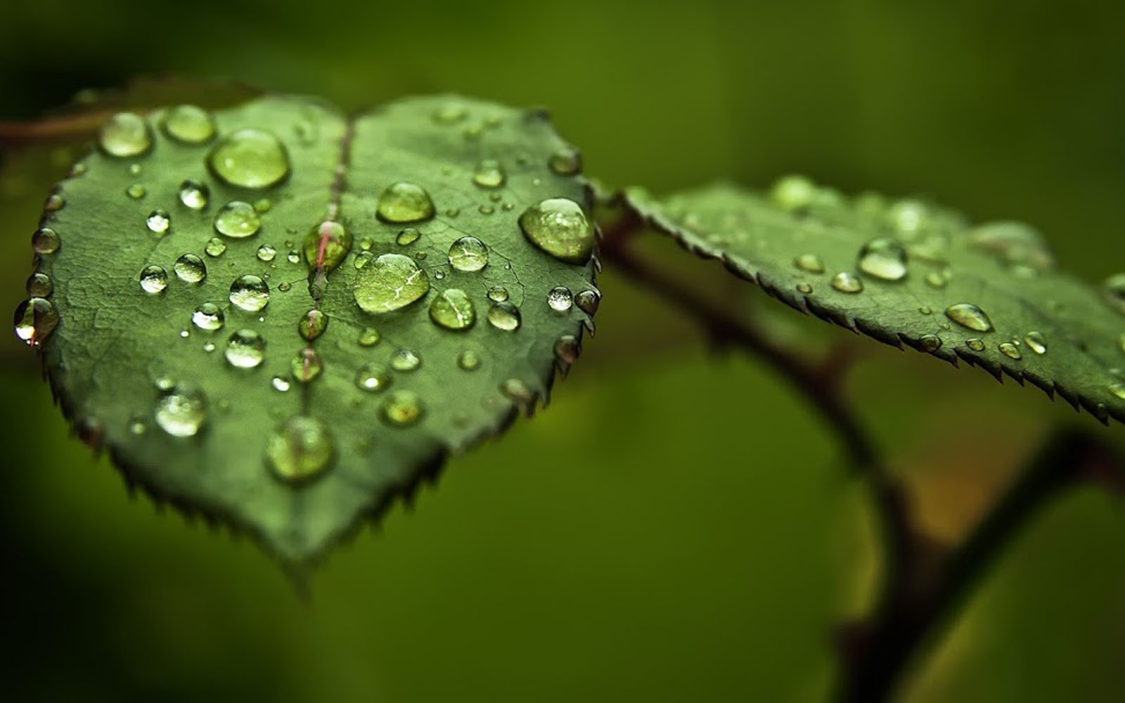 Tag Water Drops on Leaf Wallpapers Backgrounds PhotosImages and