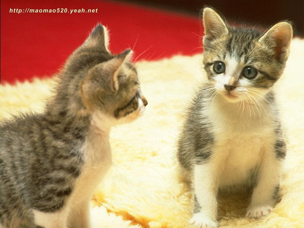 Very Cute Kittens Wallpaper Kitten