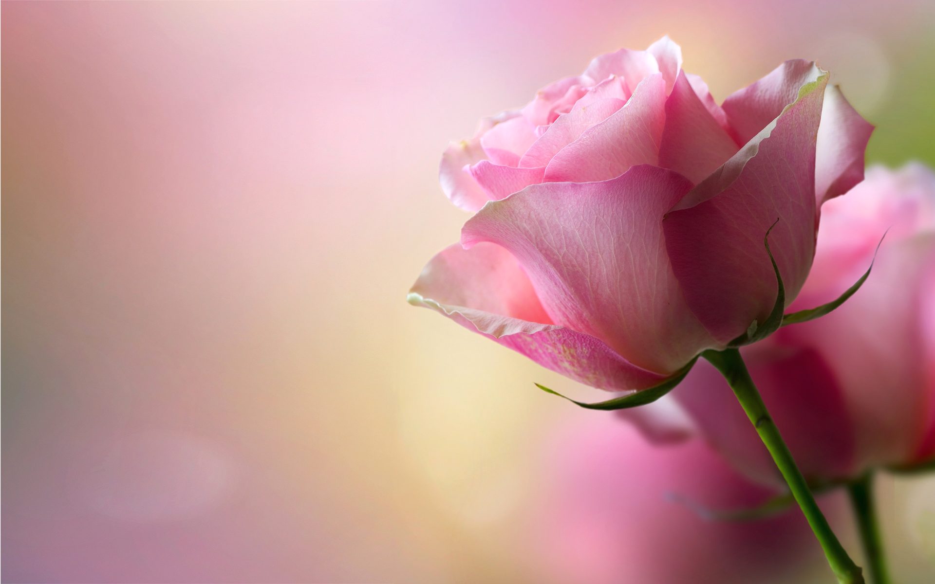 Beautiful Pink Rose HD Wallpaper