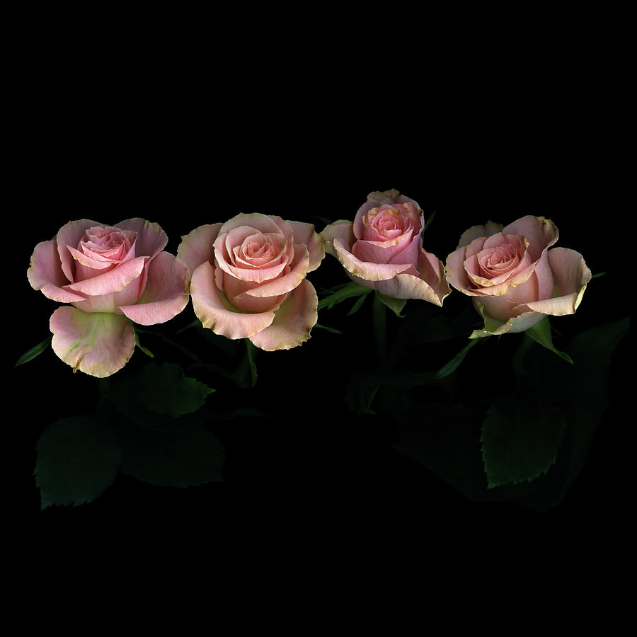 Pink Roses On Black Background Photograph by Photograph by