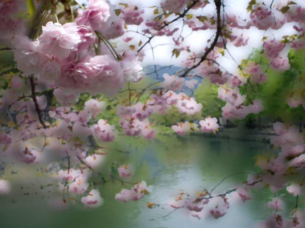 Cooling Off With Pastel Cherry Blossom Desktop Background
