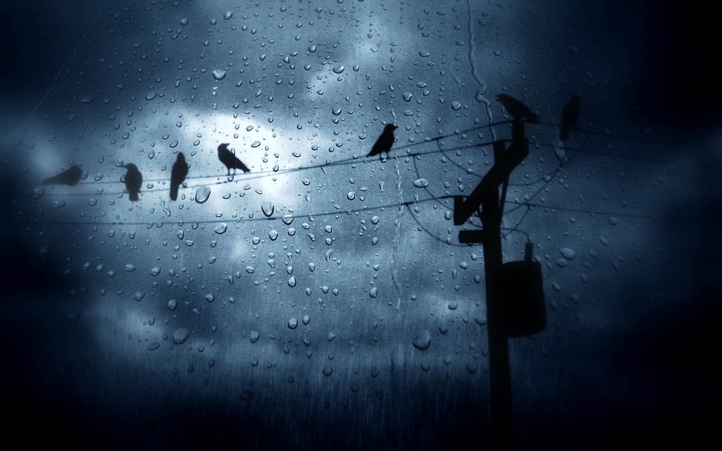 The Birds In Rain HD Wallpaper Animals