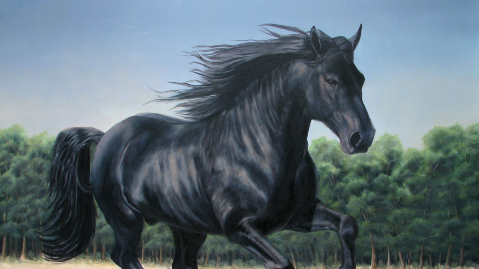Black Horse Wallpaper Photos Of Beautiful HD