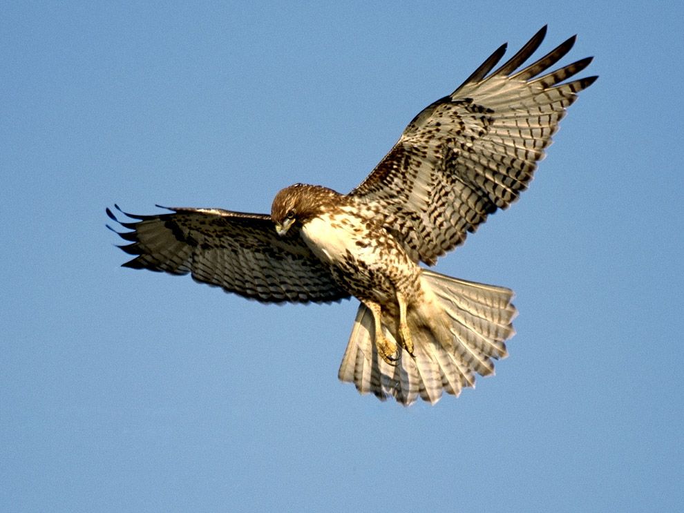 Picture Of A Juvenile Red Tailed Hawk Preparing To Land