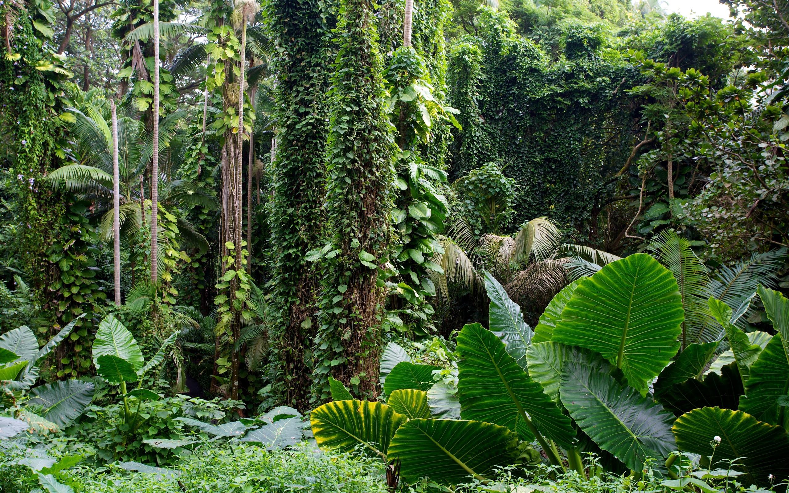 Hawaii Tropical Botanical Garden Forest Wallpaper