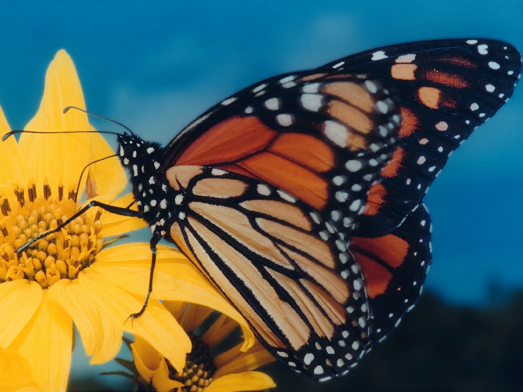 Monarch Butterfly Wallpaper Amazing