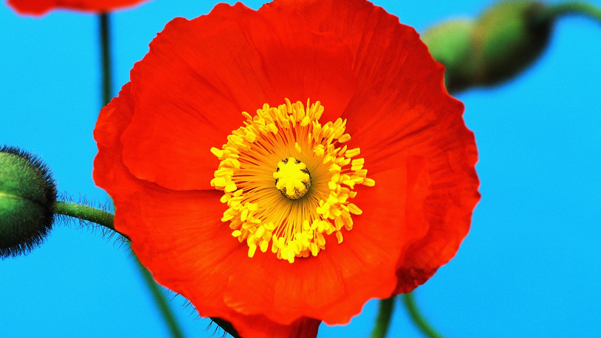 Poppy Flower HD Wallpaper