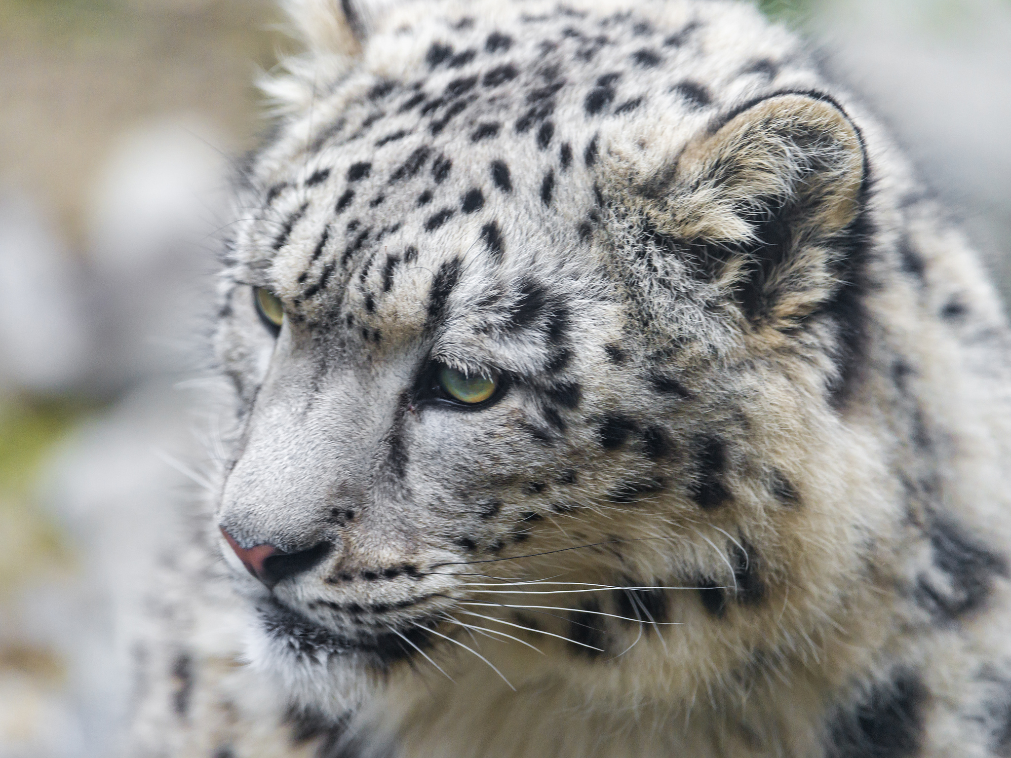 Snow Leopard Puter Wallpaper Desktop Background Id