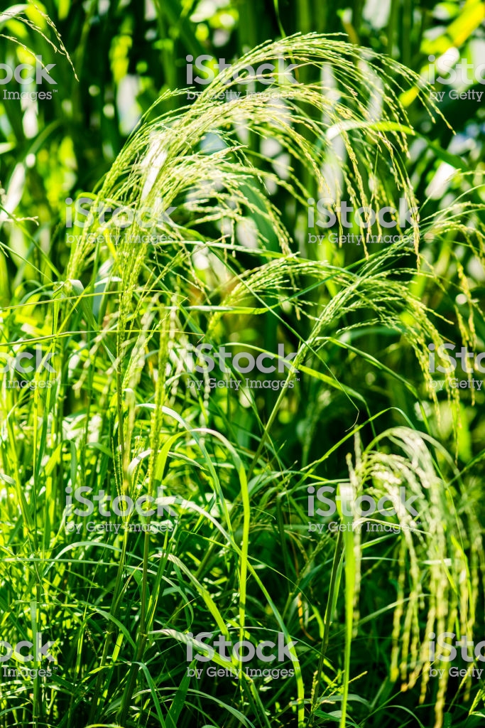 Tef Cereal Eragrostis Botany E Botanical Background Stock