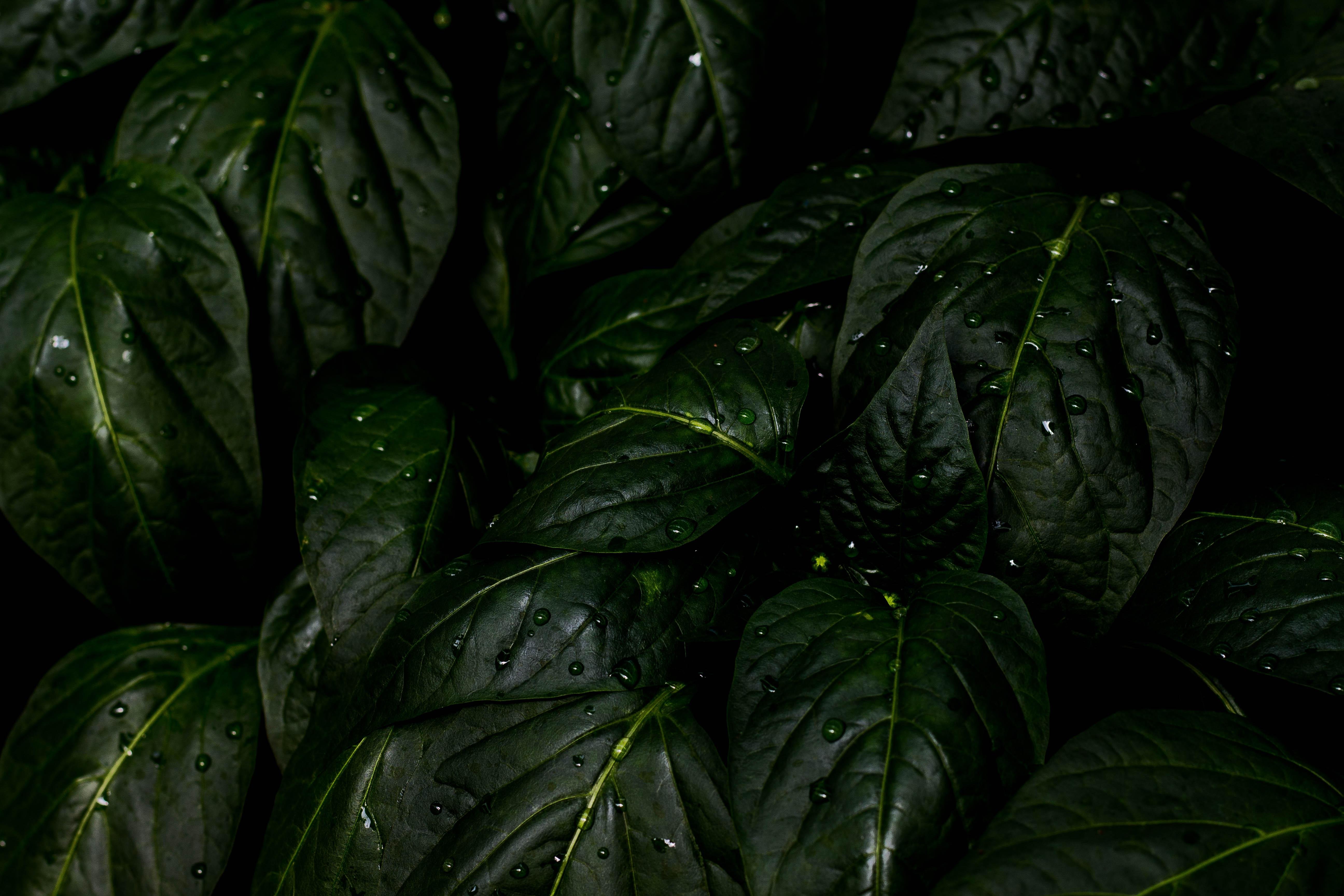 Green Leaves After Rain 4k Wallpaper