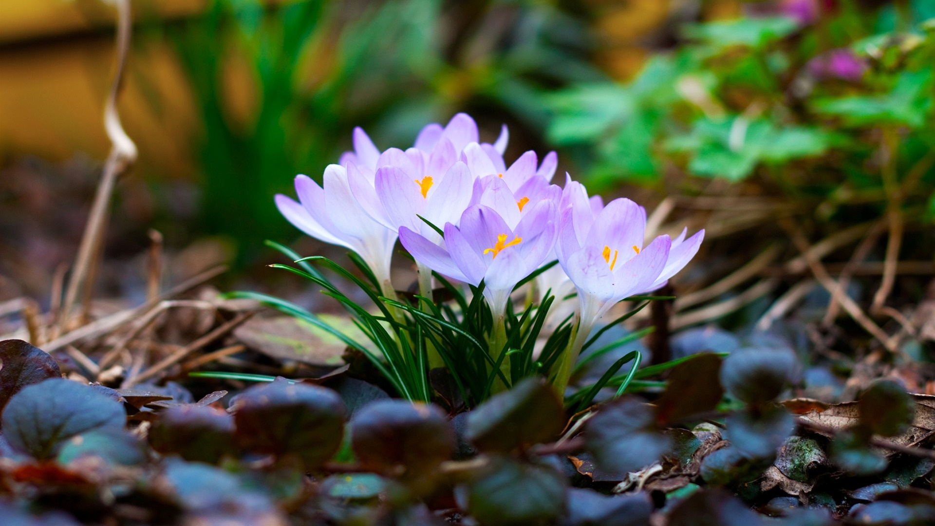 Close-up of delicate purple crocus flowers blooming in a garden, signaling the arrival of spring