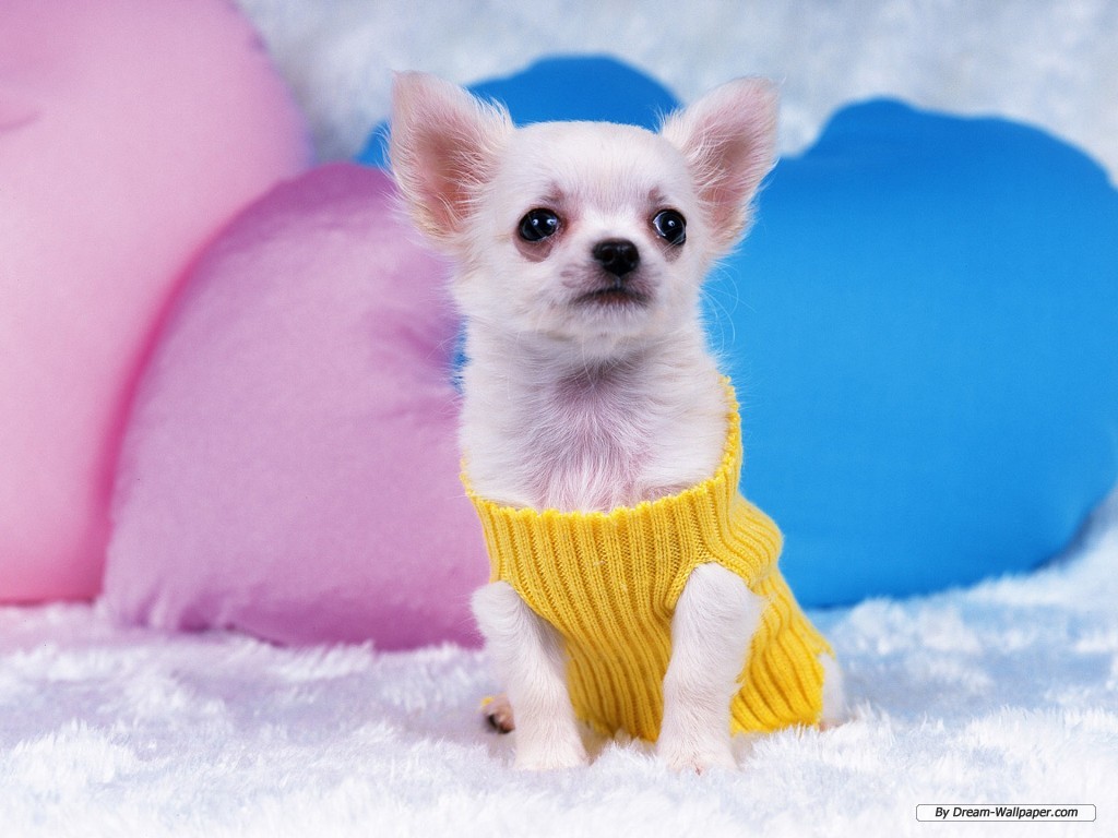 Cute Chihuahua Dog Wallpaper Laptop Background Cool