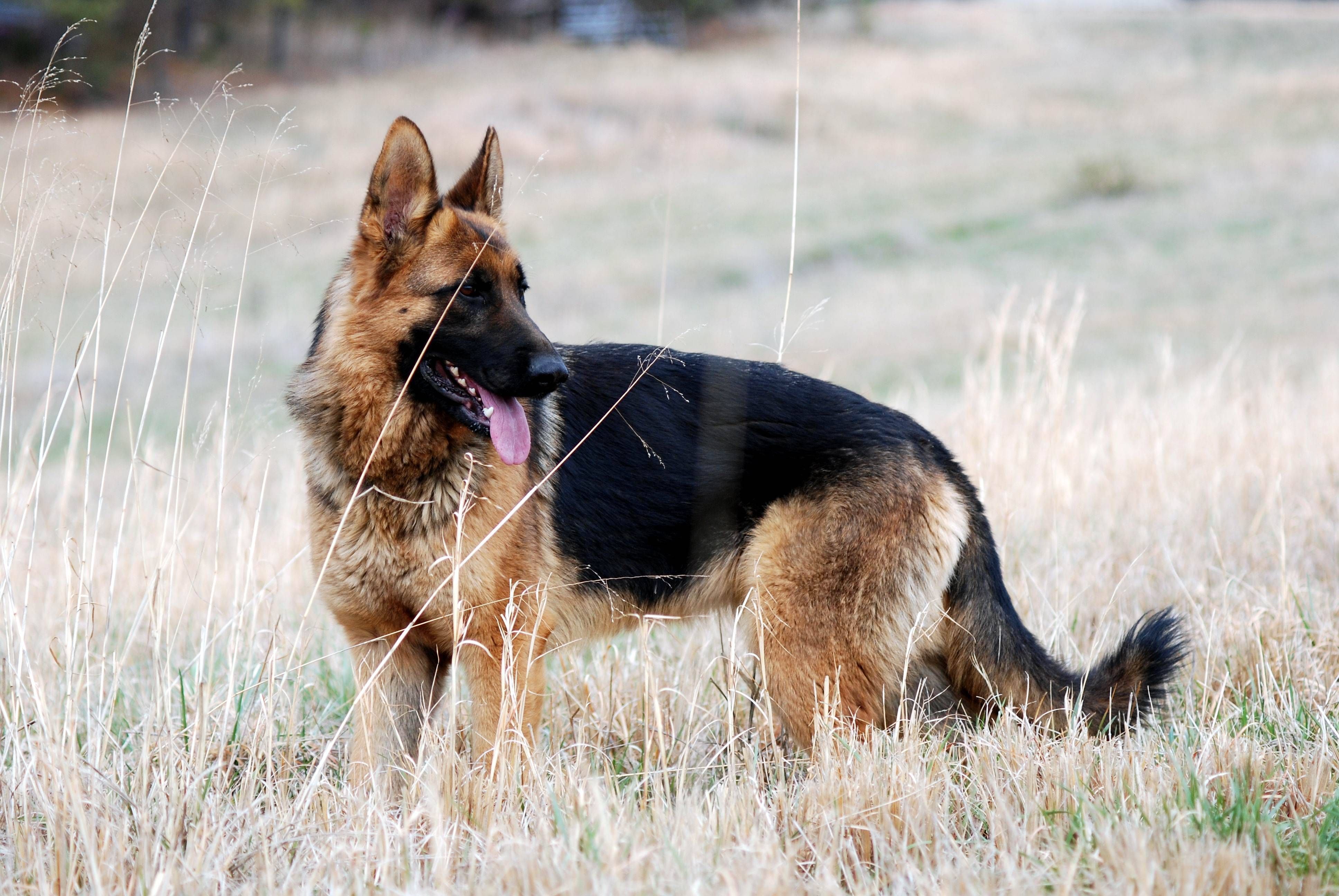 Gsd Wallpaper Top Background