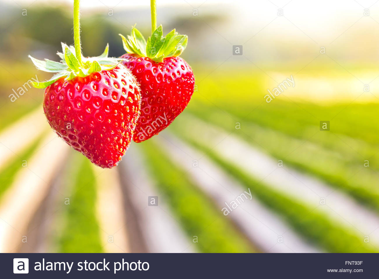 Close Up Shot Strawberry With Planting Background Stock