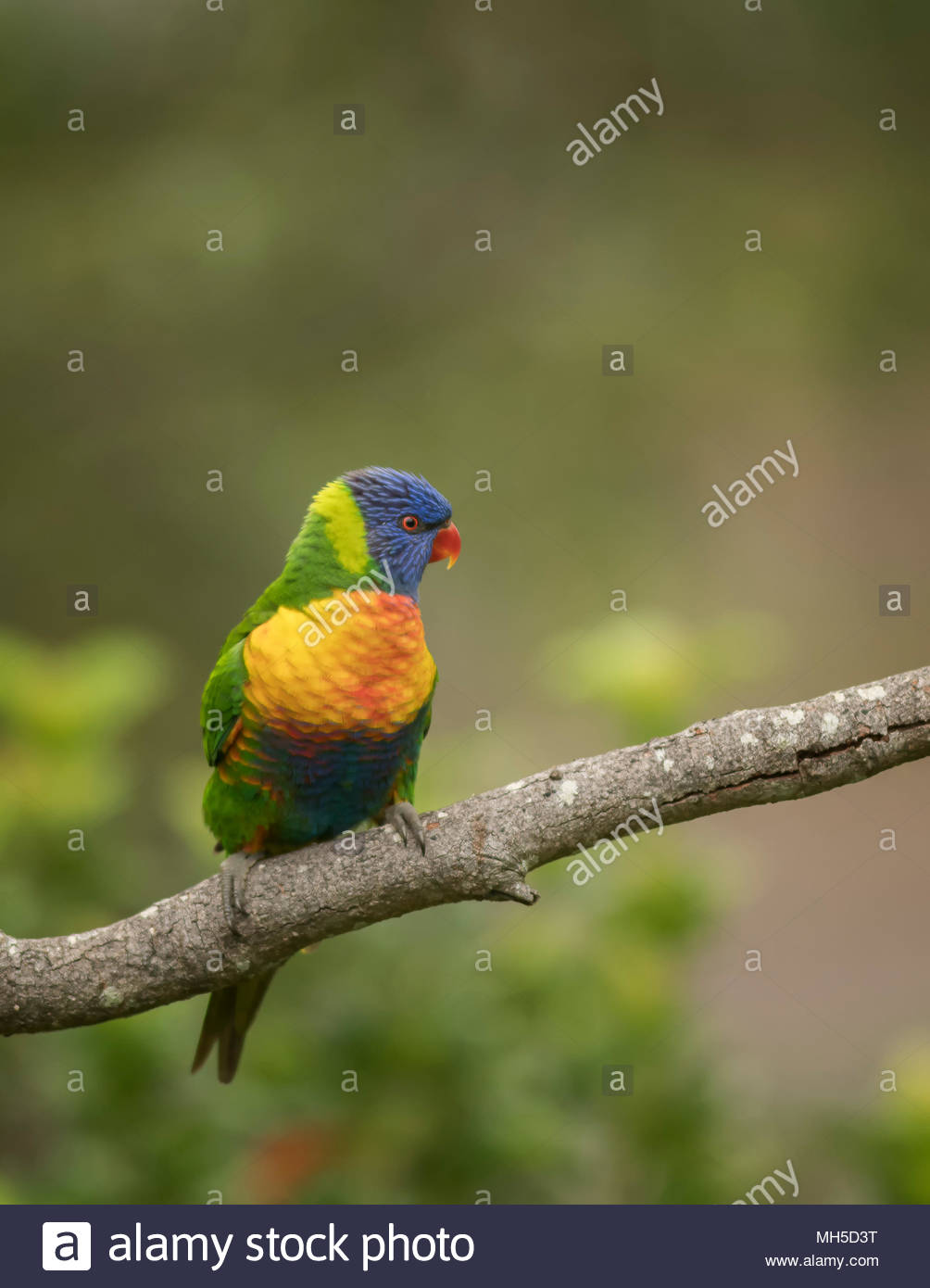 Free download Rainbow Lorikeet on an isolated background with a blurred ...