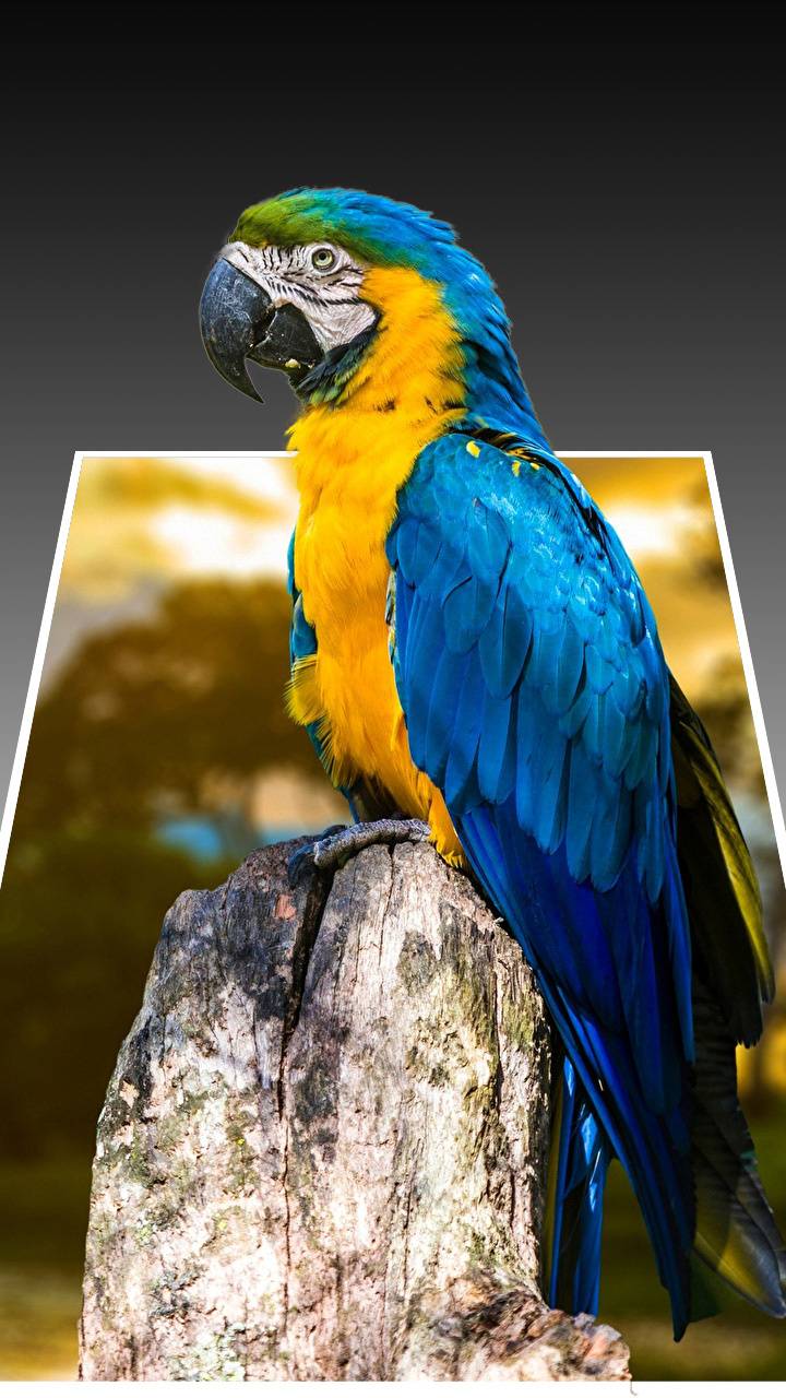3D Parrot Wallpapers   Top Free 3D Parrot Backgrounds
