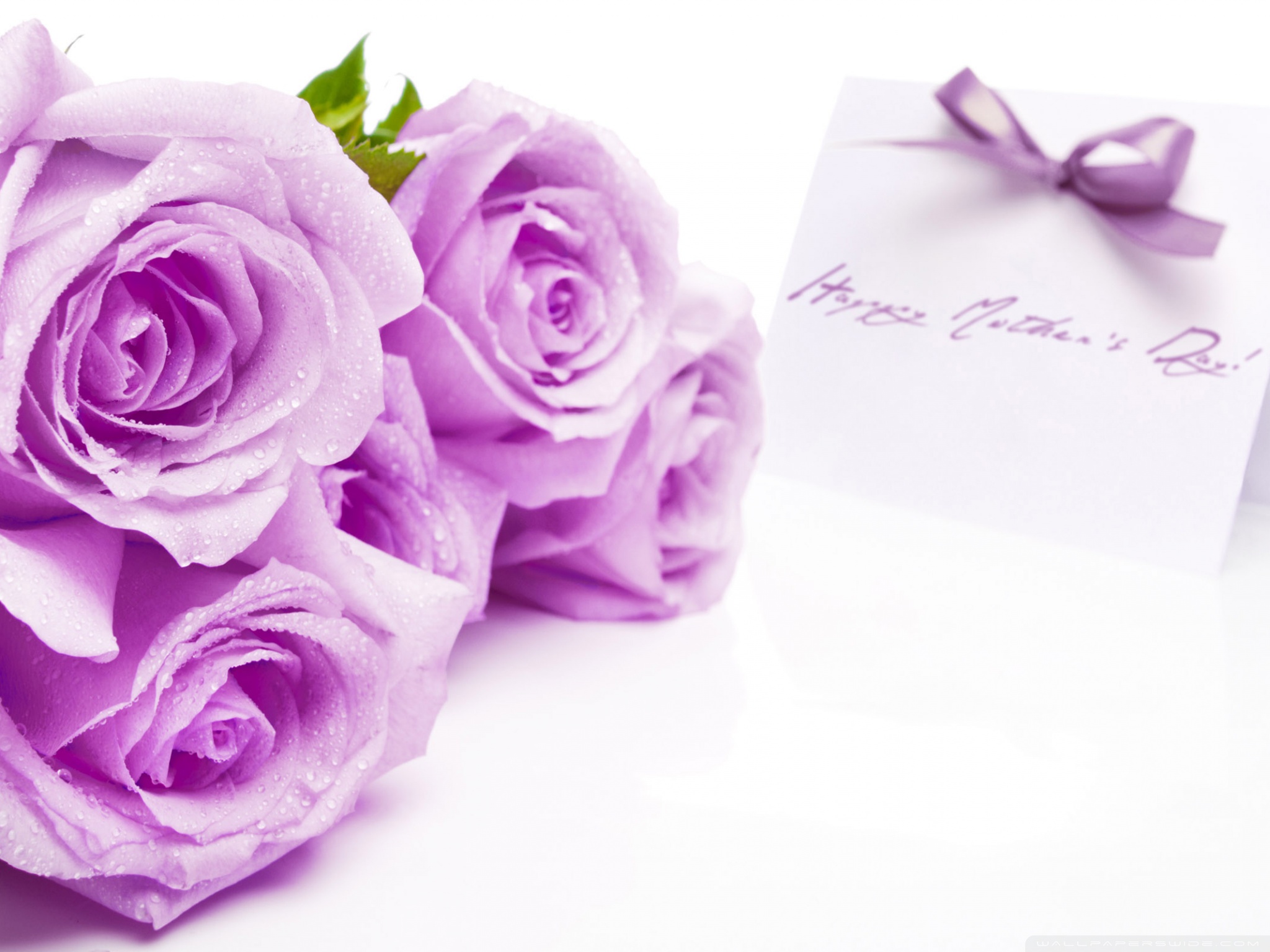 Purple Rose Wallpaper Happy Women S Day