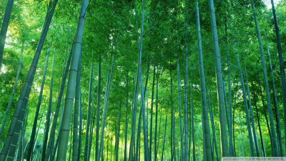 Forest Wallpaper Beautiful Bamboo High Definition