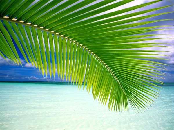 Beach Paradise At The Palm Trees Wallpaper Plants