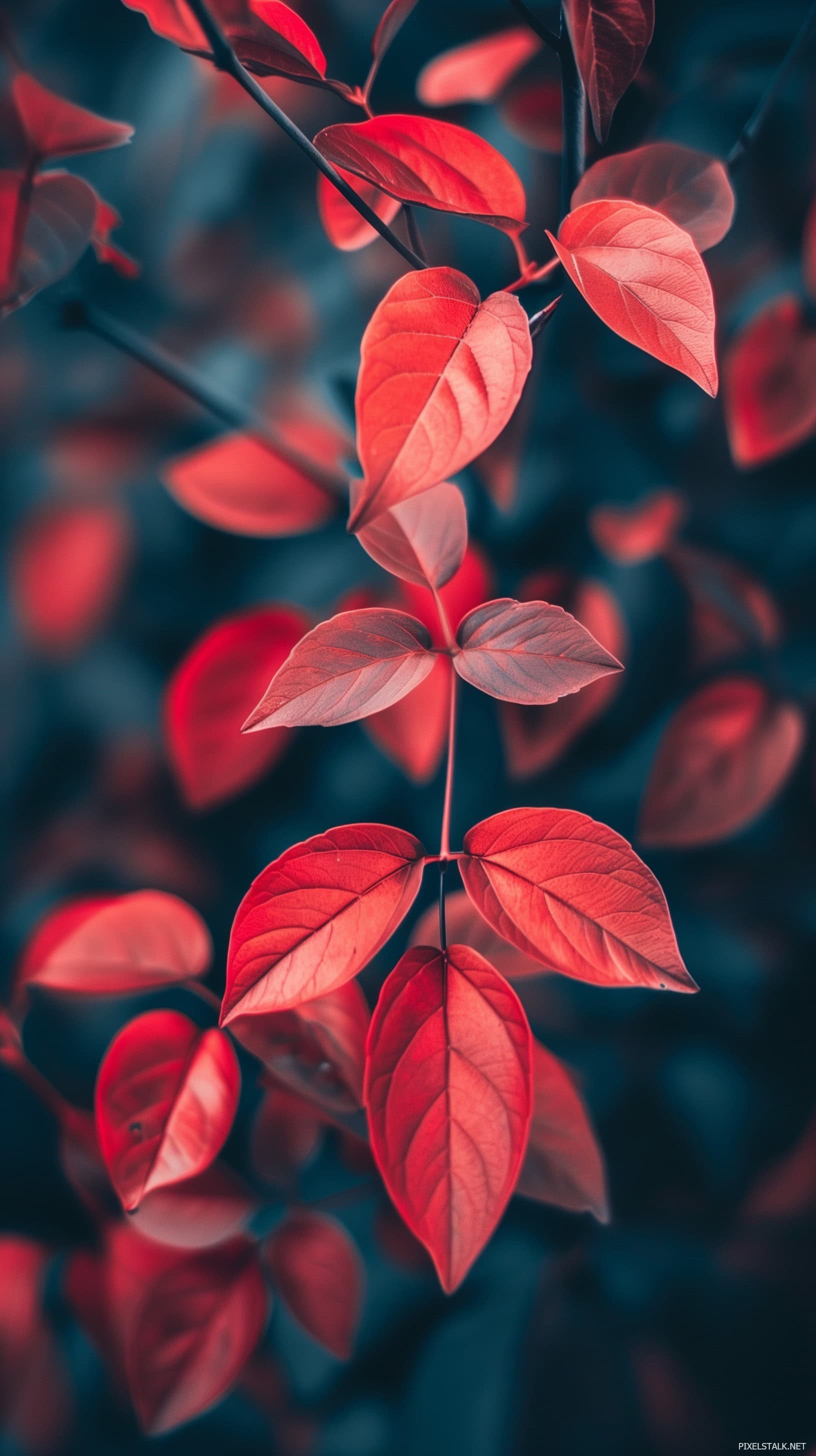 Cute Autumn Wallpaper For Desktop And Mobile Devices