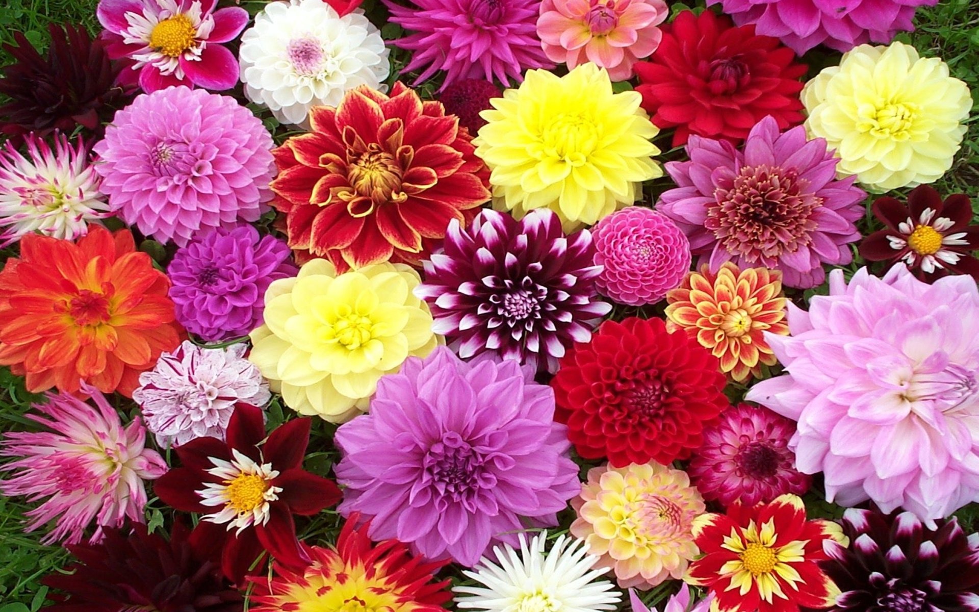 Colorful Colors Flower Nature Dahlia HD Wallpaper