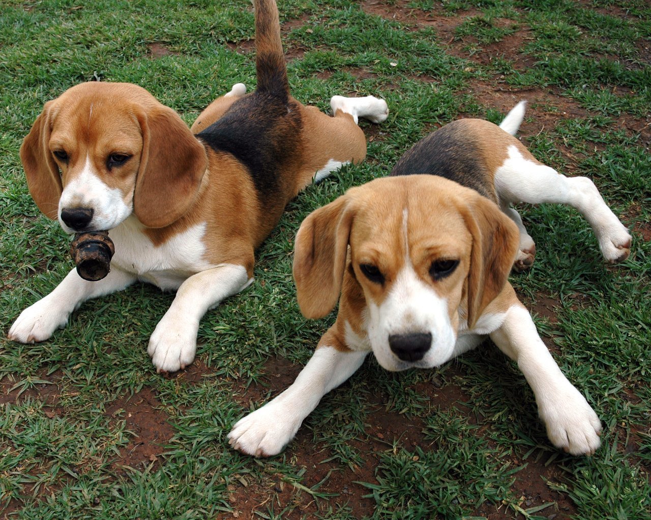 Beagle Dogs Photo