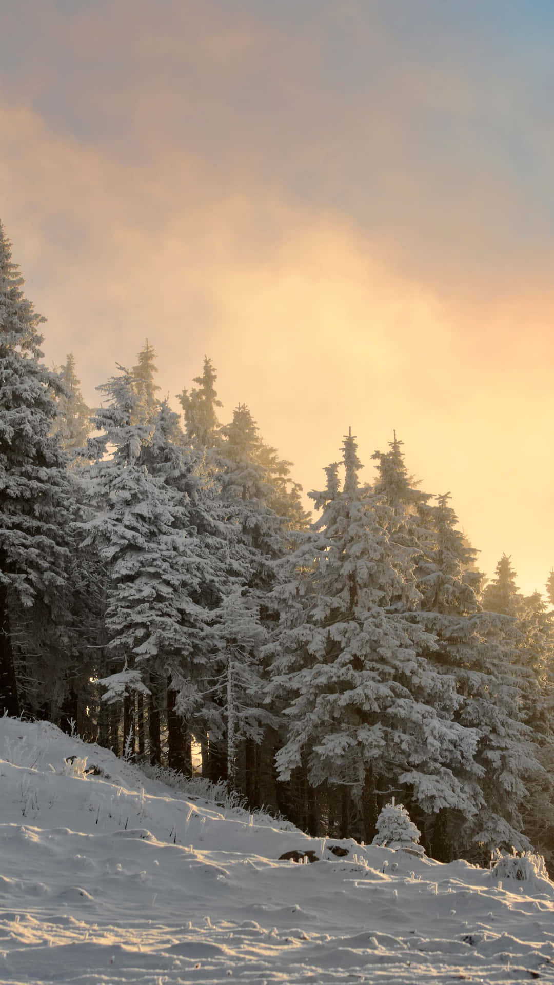 Winter Forest Phone Wallpaper