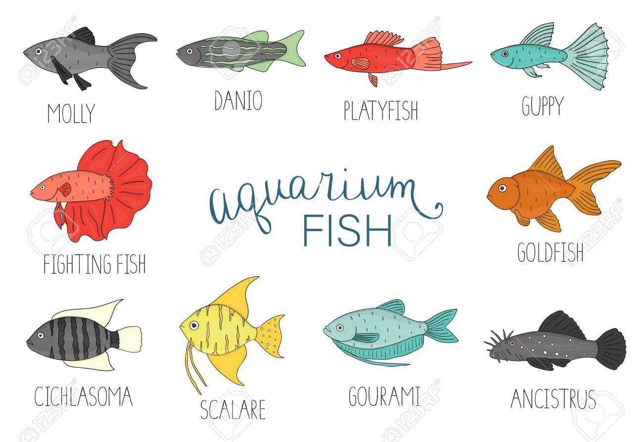 Free download Vector Colored Set Of Aquarium Fish Isolated On White ...