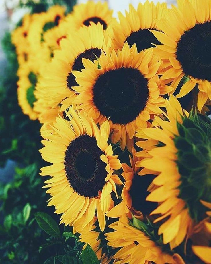 Just Some Sunflowers To Brighten Your Day Sunny Yellow Vibrant