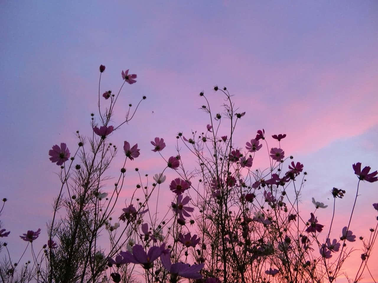 Wildflowers Jz7gjyqxeza1s002 Wallpaper