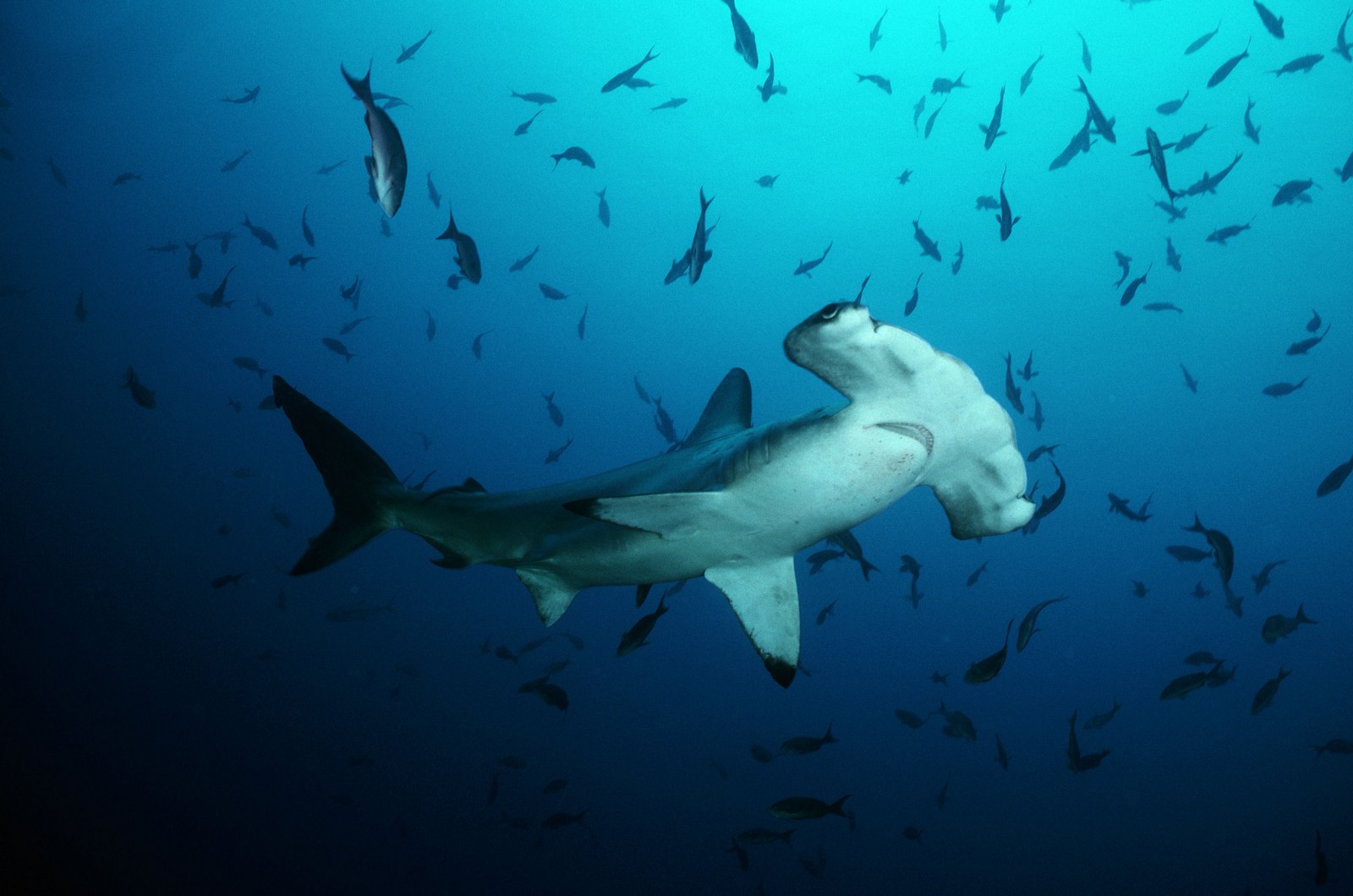 Baby Hammerhead Sharks Wallpaper