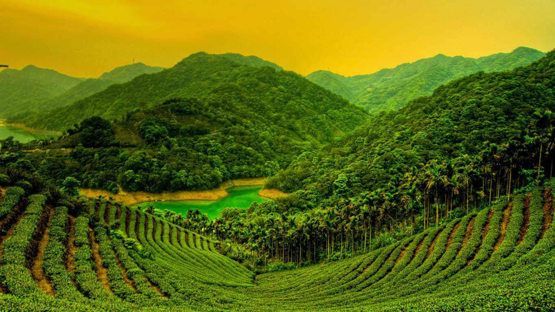Tea Garden Wallpaper
