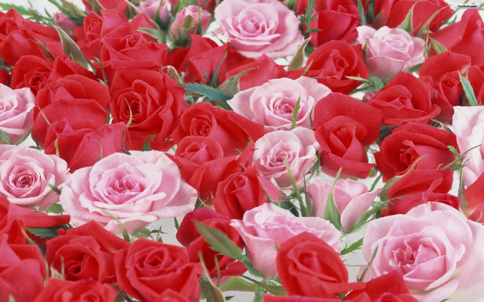 HD Wallpaper Beautiful Rose Flowers