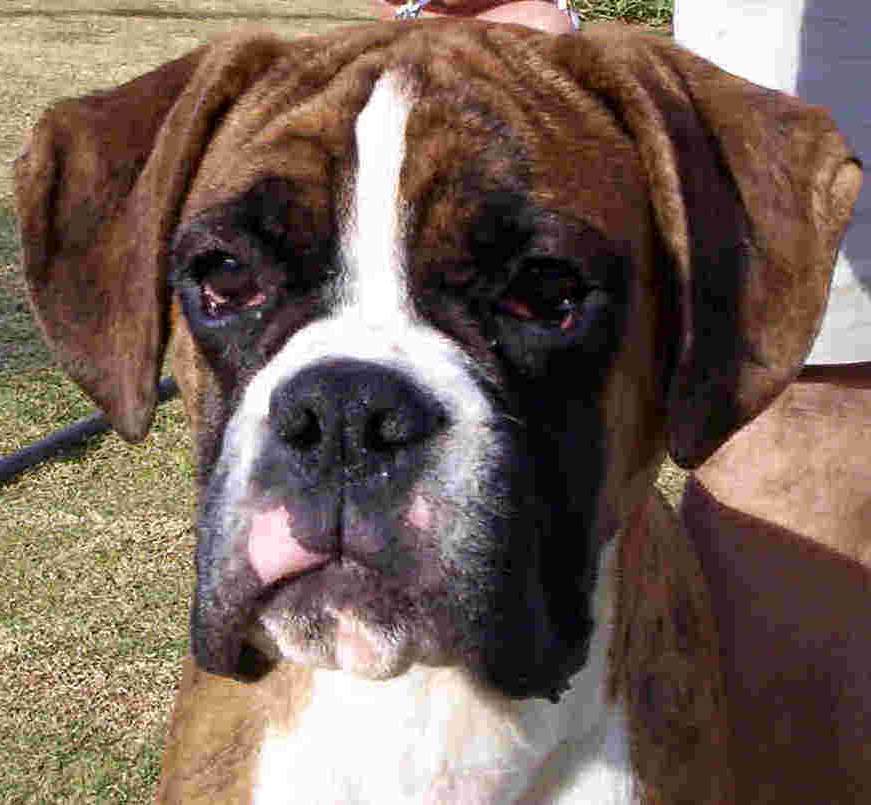 Boxer Puppy Showing Sleepy Face Puppies Wallpaper Picture 1710 871x805
