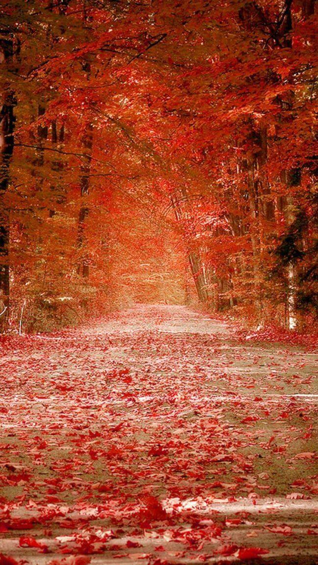 Amazing Fall Wallpaper For iPhone