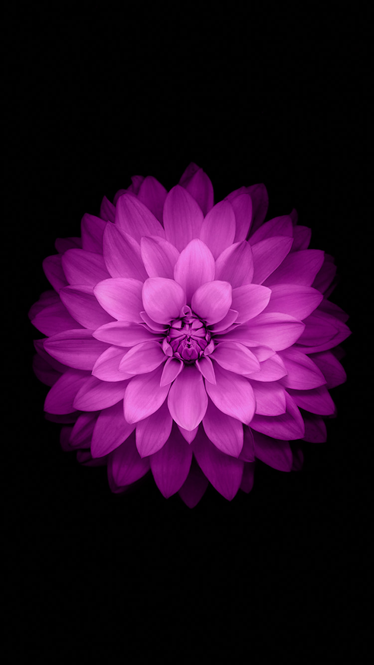 iPhone Official Wallpaper Purple Flowers HD