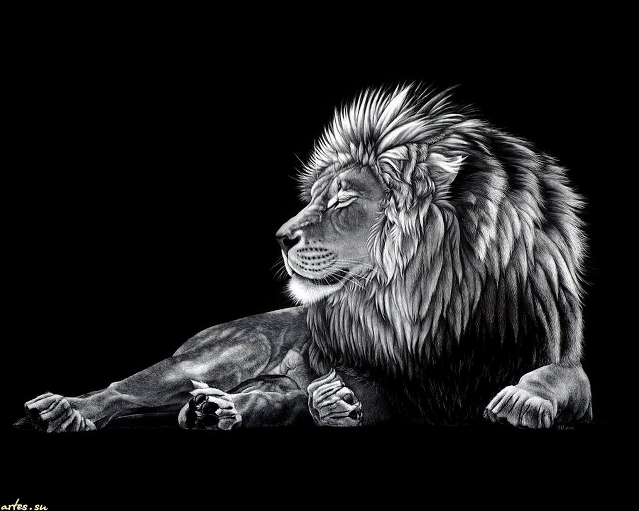 Black Lion Wallpaper Desktop Background
