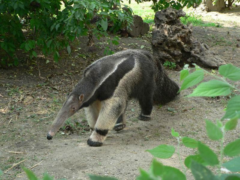 Wallpaper Collections Anteater
