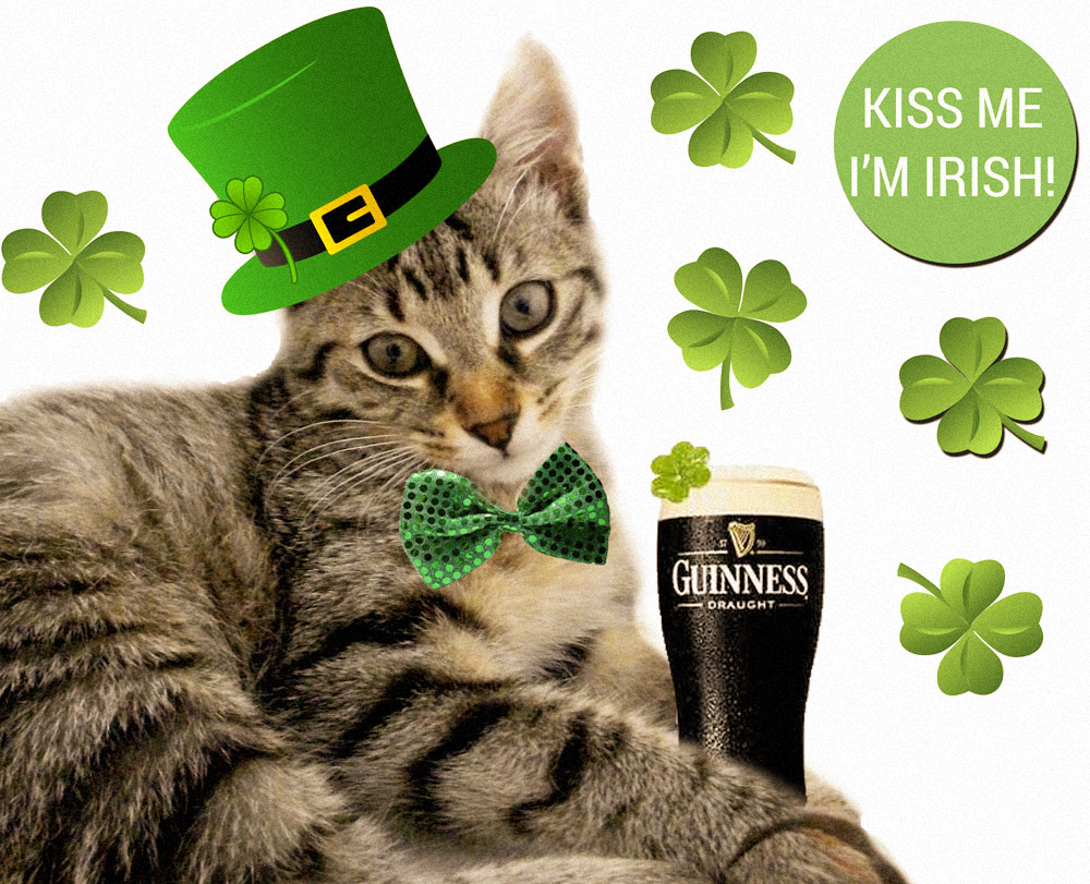 Brucy And I Wish A Great St Patrick S Day To All Of You Don T