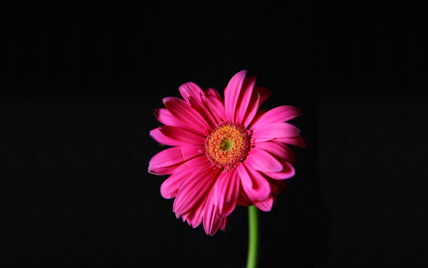 Hot Pink Gerber Daisy 1440x900 wallpaper download page 195843