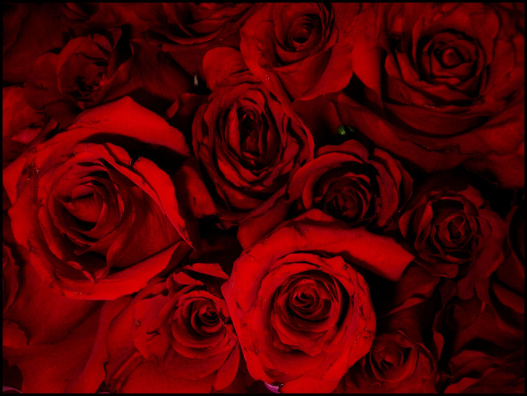 Blood Red Roses By Larashphotography