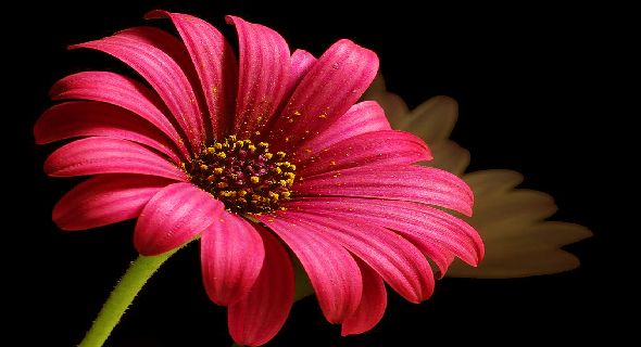 beautiful pink daisy wallpapers t
