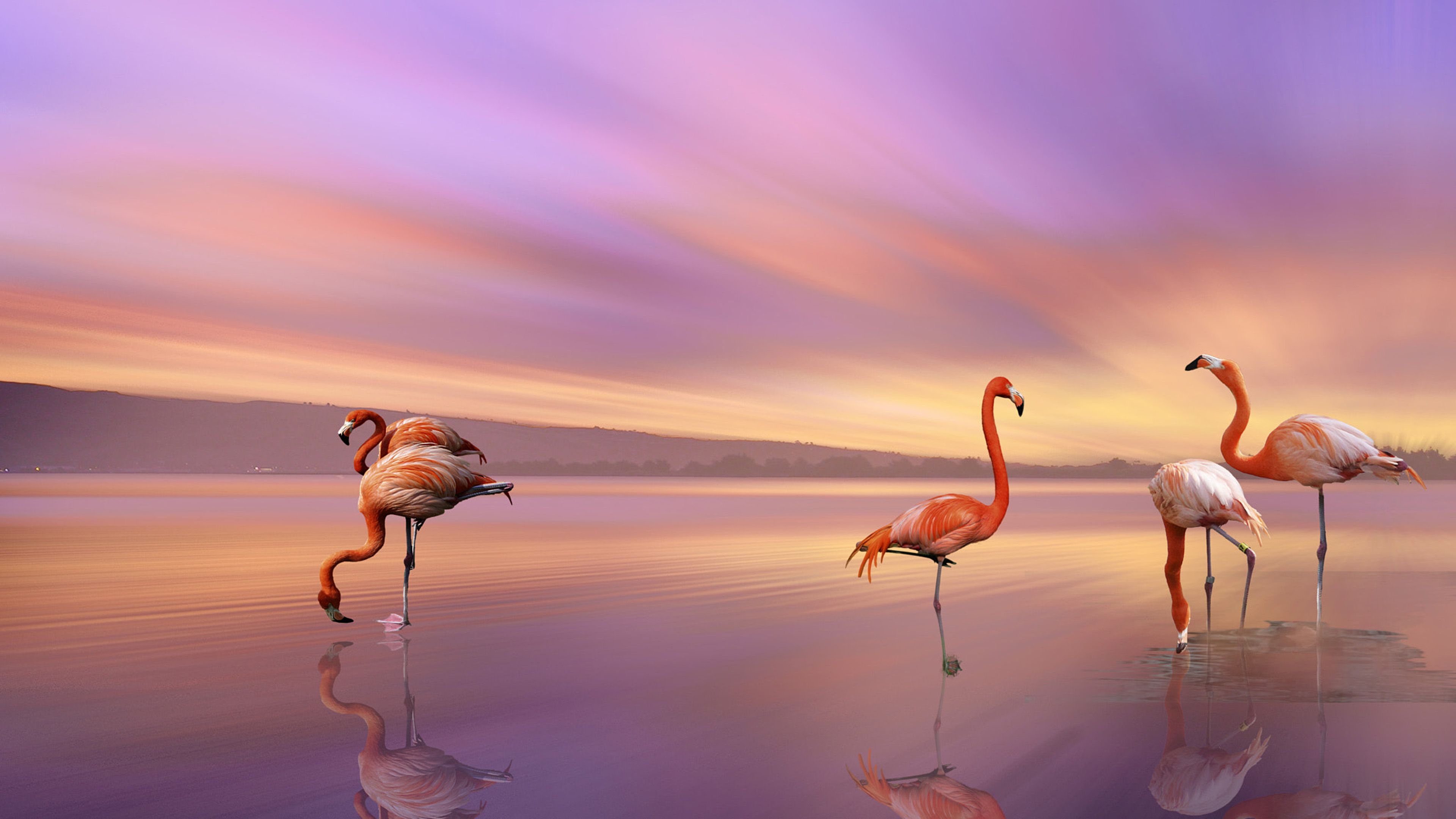 Beach Flamingo Background Wallpaper Baltana