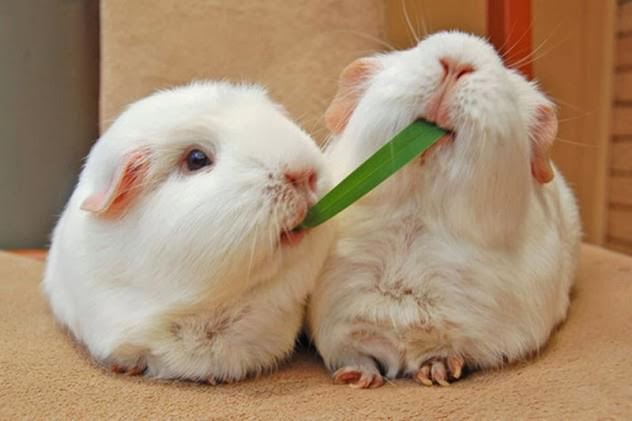 Cute Funny Guinea Pigs Amazing Pictures And