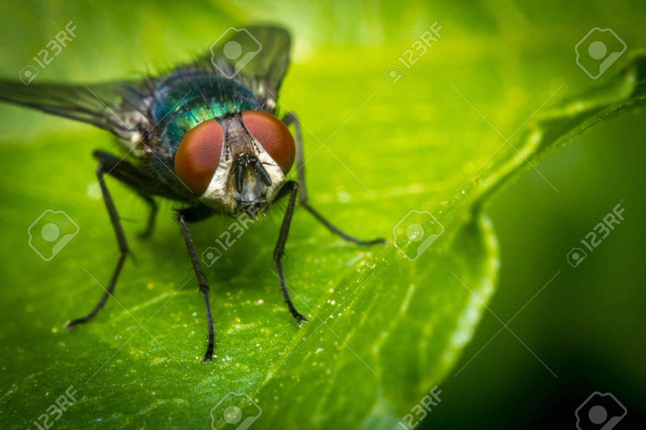 Extreme Close Up Macro Mon Green Bottle Fly Insect Background