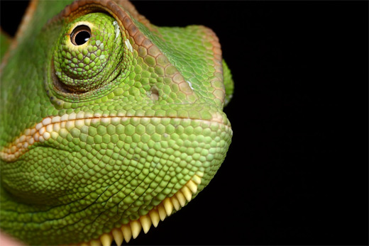 Splendid Chameleon Photography With Colorful Show Offs Naldz
